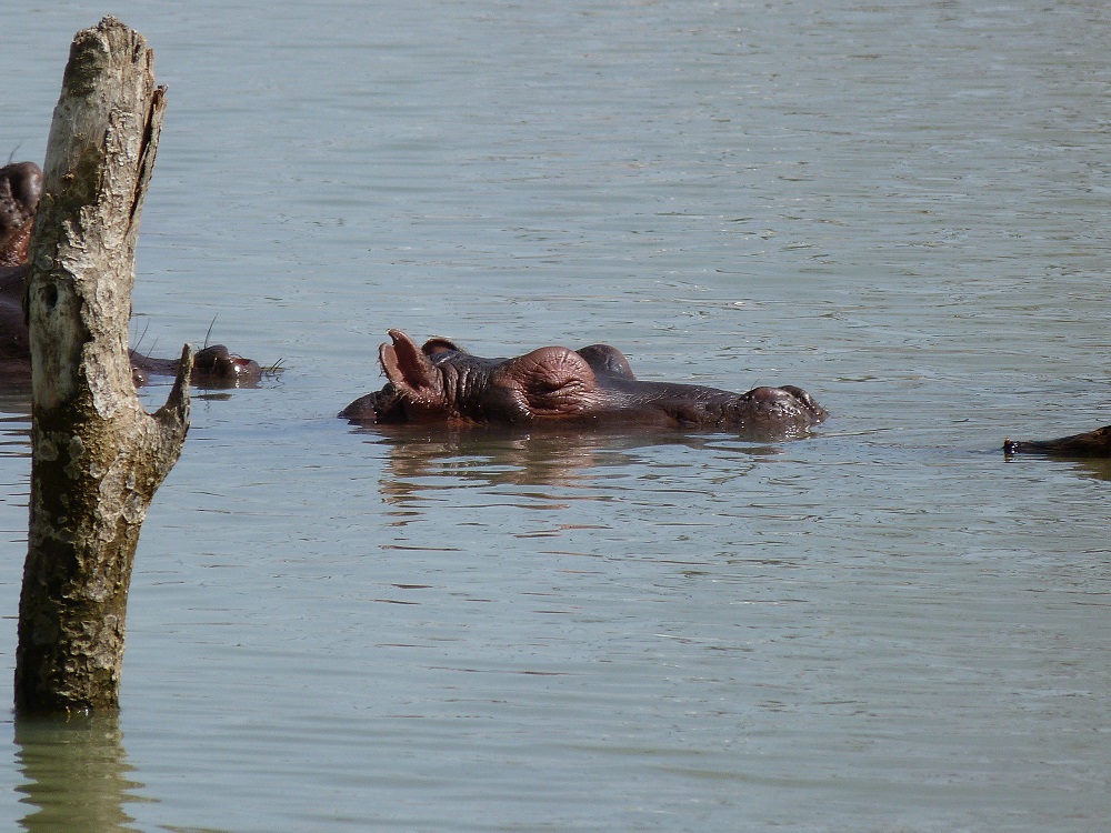 L'hippo est dans la journée très calme
