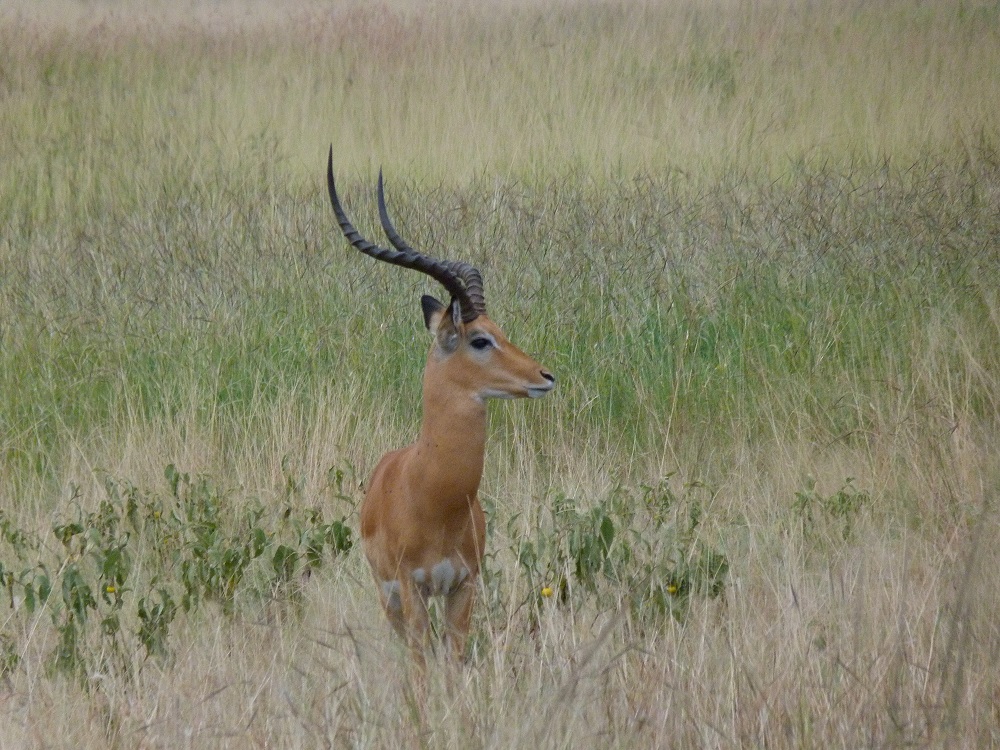 Le mâle impala