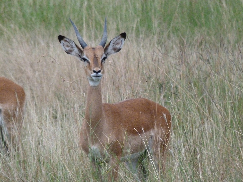 La femelle impala