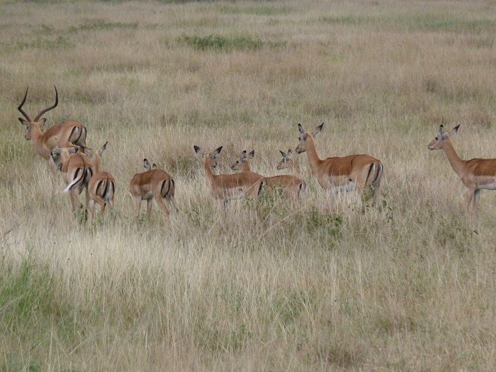 Groupe d'impalas