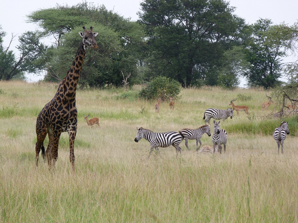 Girafe Massaï