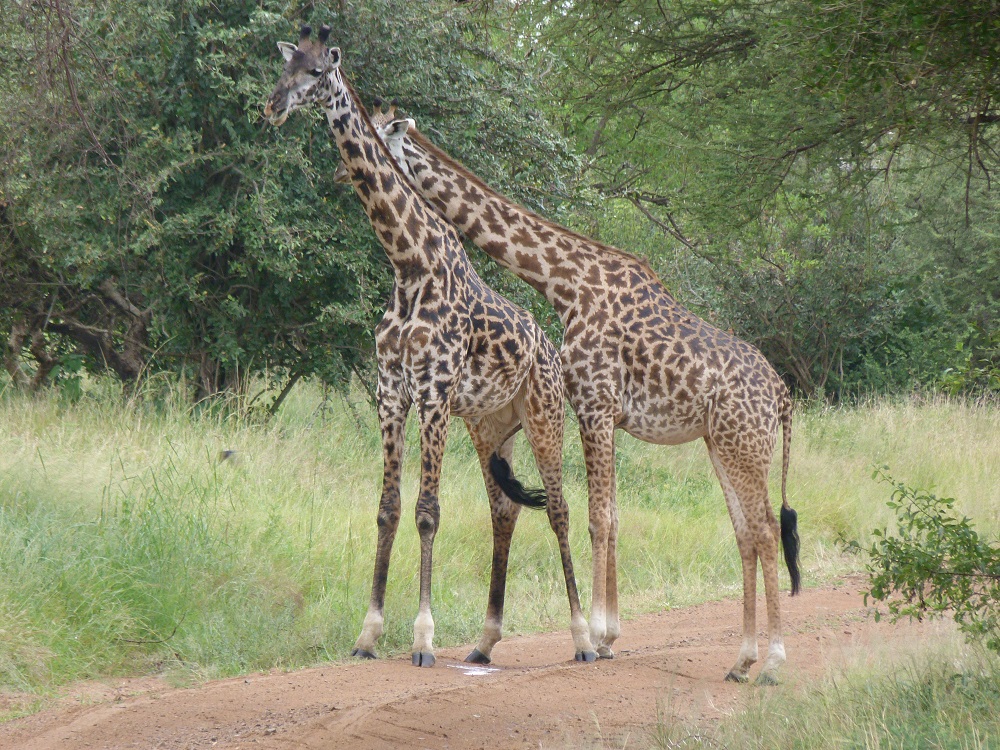 Bisou de girafe