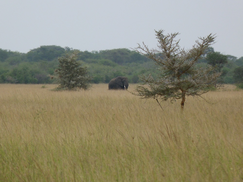 L'éléphant, au loin