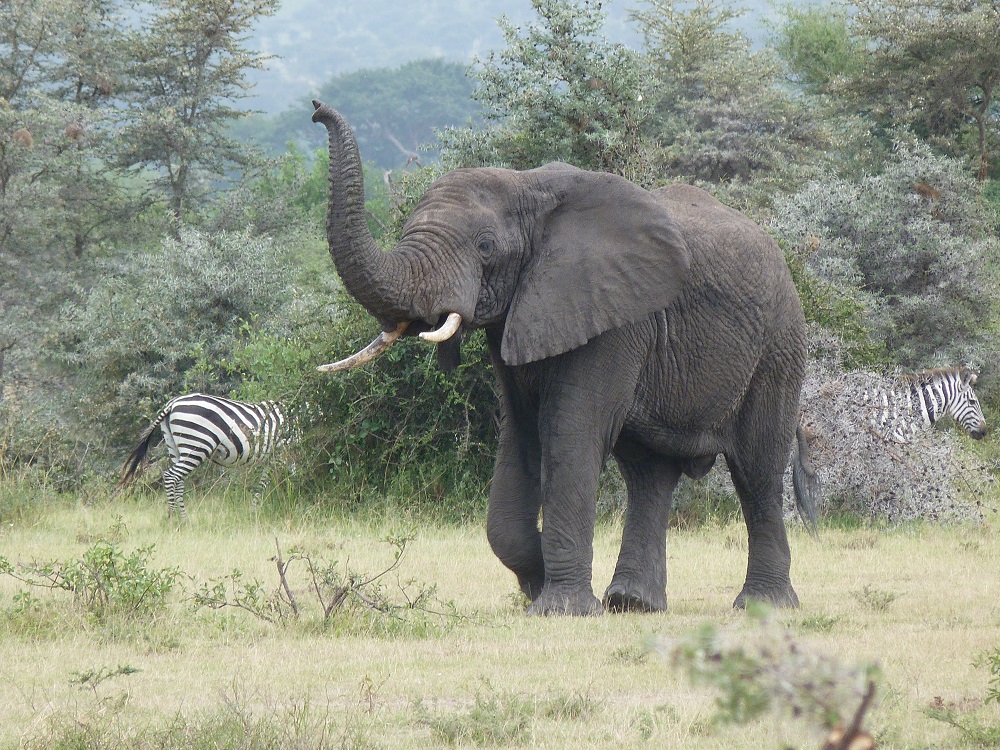Le gros éléphant qui s'énerve