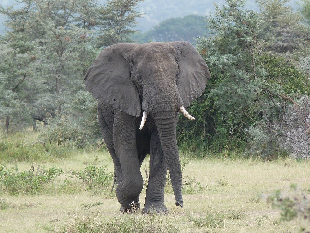 le gros éléphant qui court!