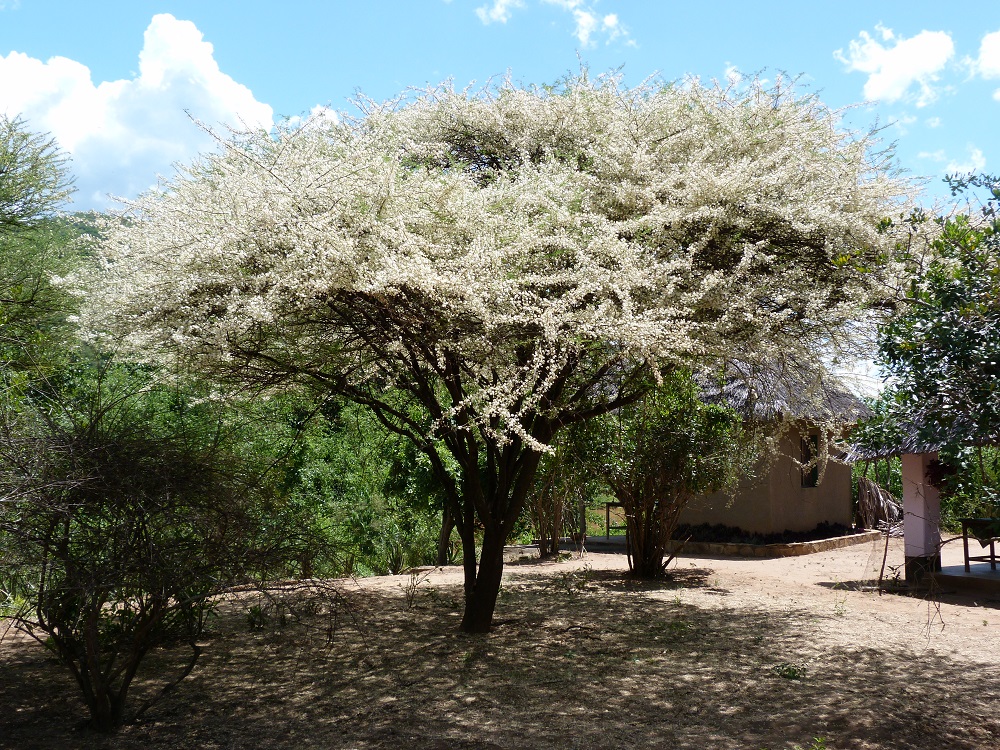 Acacia en fleur