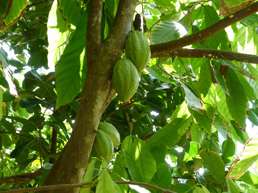 Cacao - fruit