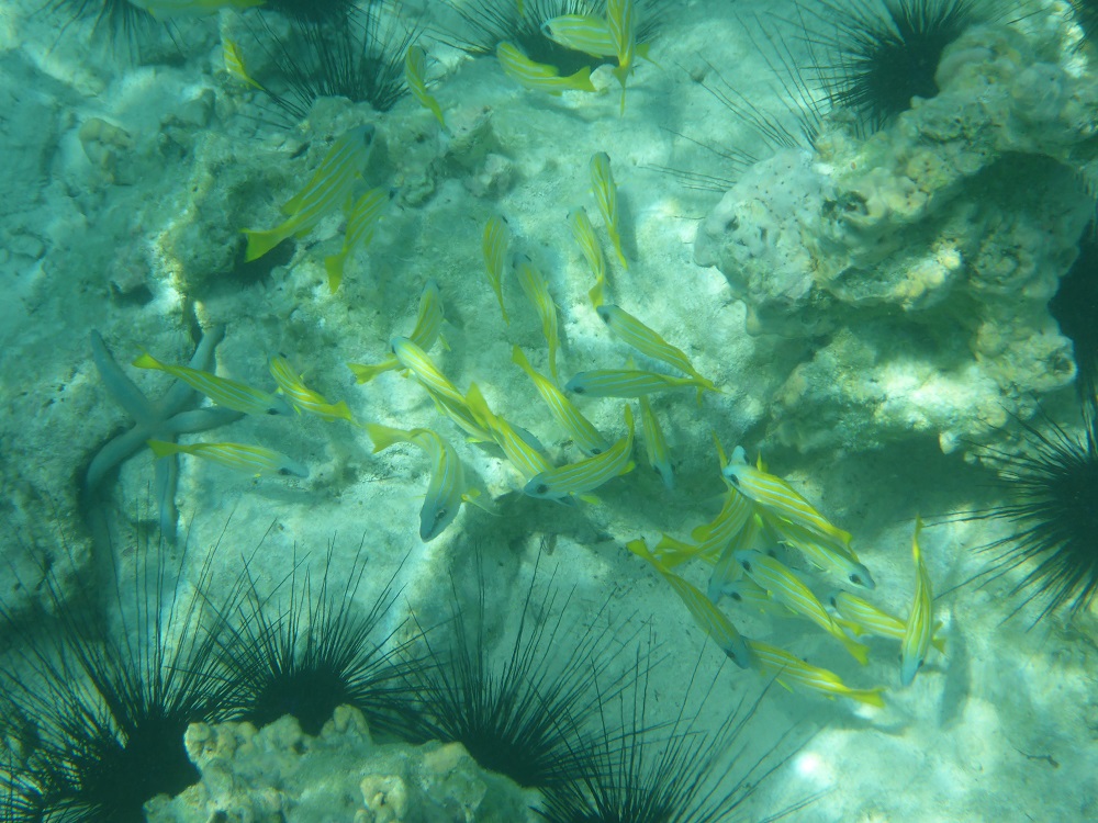 Quelques prises de vue sous l'eau