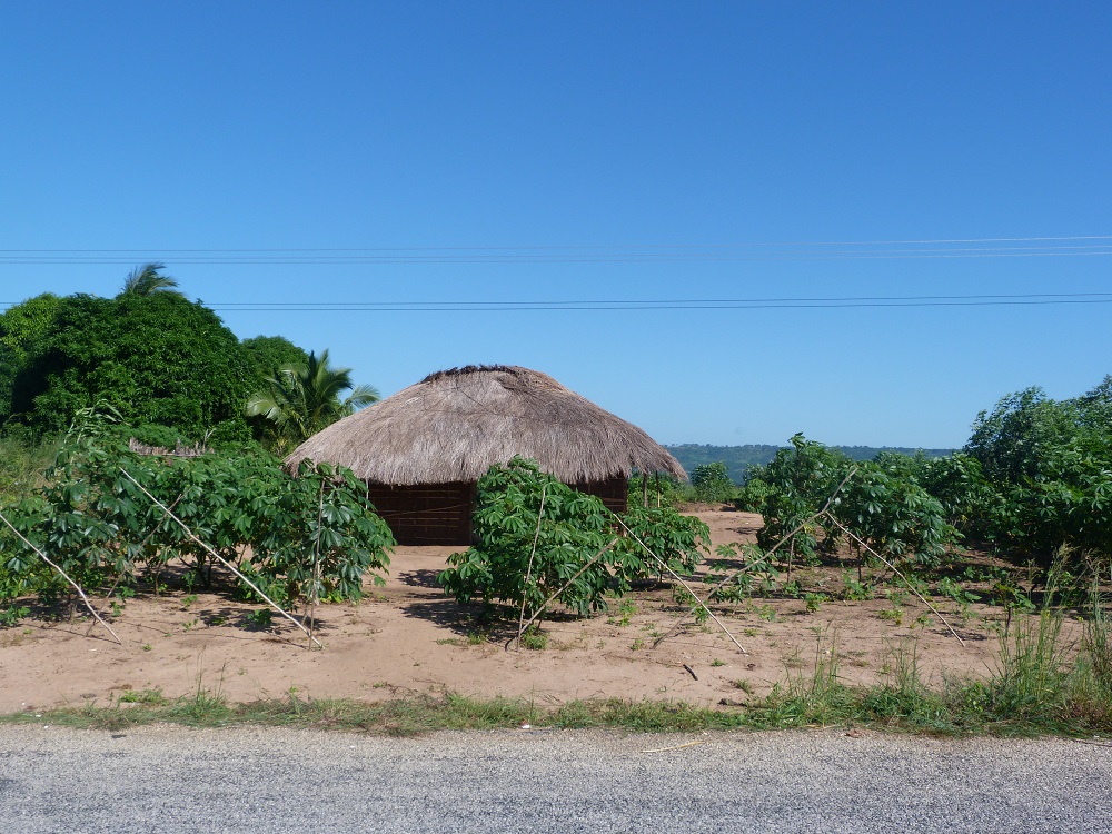Maison et son jardin de manioc ET clôture! Le luxe! Mais pas d'électricité quand même (même si le fil passe juste au-dessus...)