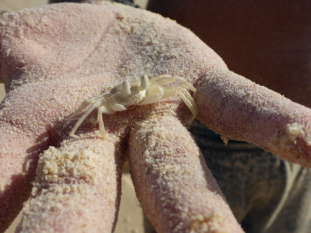 35.Goa Crabe