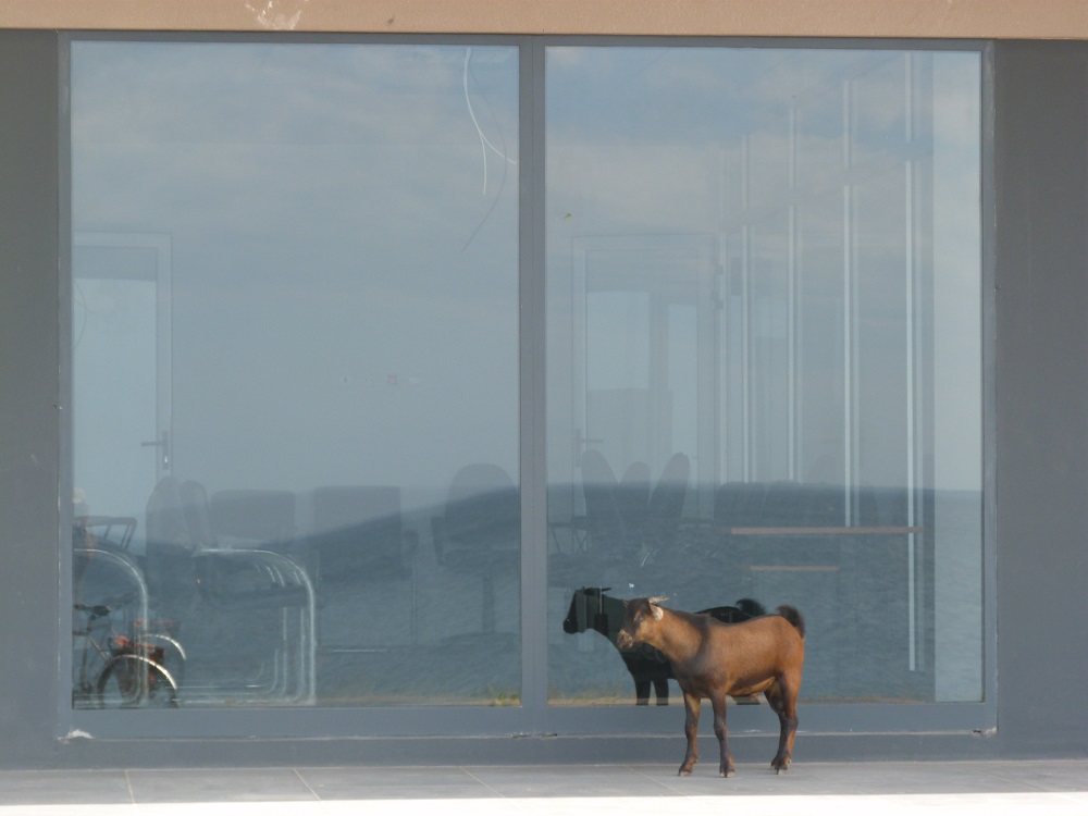 Détail : chèvre égarée de son troupeau devant un immeuble de bureaux
